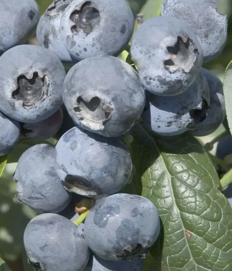 Čučoriedka (Vaccinium corymbosum) HURON - Tutifruti, s.r.o.