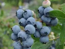PBR Blueberry (Vaccinium corymbosum x Vaccinium angustifolium x Vaccinium uliginosum) JORMA - Tutifruti, s.r.o. (SK)