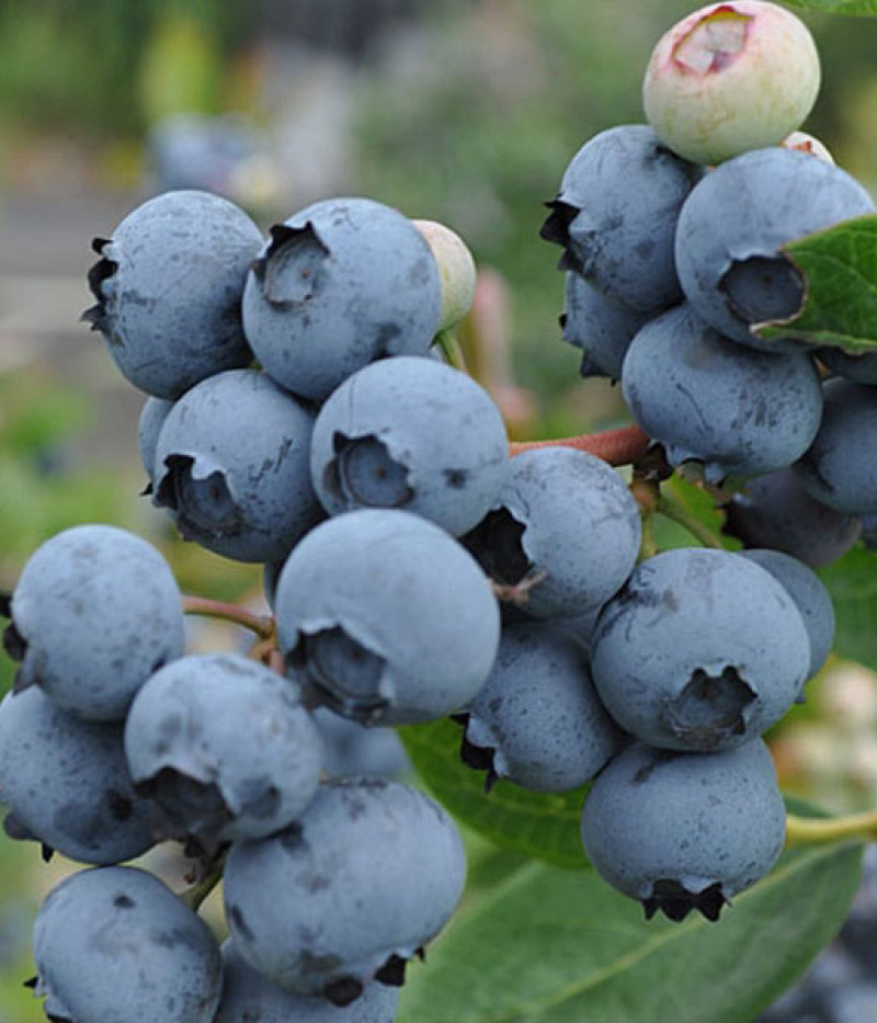 PBR Čučoriedka (Vaccinium corymbosum x Vaccinium angustifolium x Vaccinium uliginosum) JORMA - Tutifruti, s.r.o. (SK)