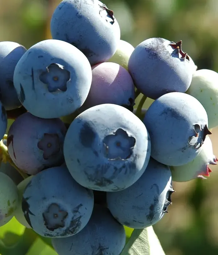 Čučoriedka (Vaccinium corymbosum) LEGACY - Tutifruti, s.r.o.