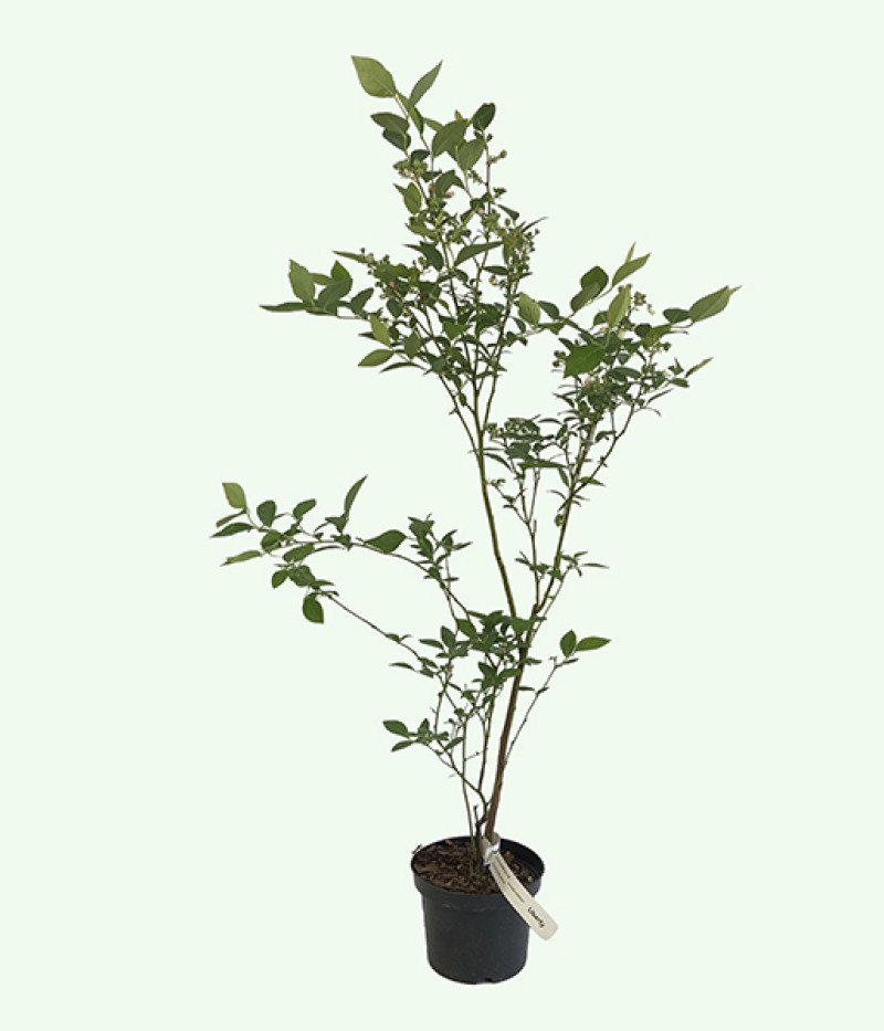 Blueberry (Vaccinium corymbosum) ELIOT - Tutifruti SK