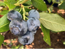 Blueberry (Vaccinium corymbosum) LIBERTY