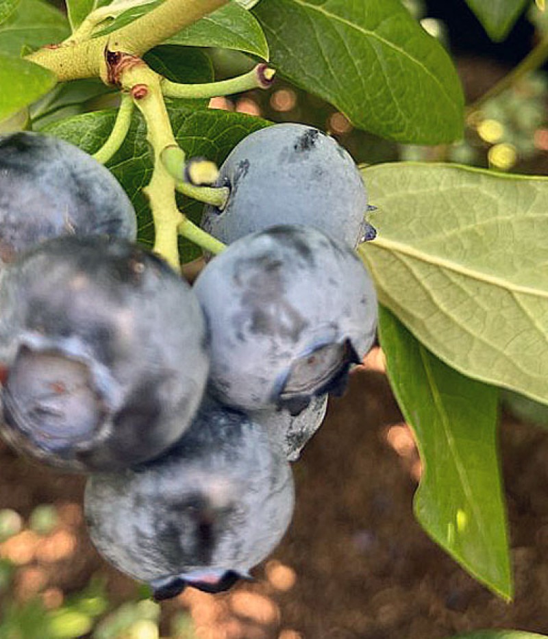 Blueberry (Vaccinium corymbosum) LIBERTY - Tutifruti SK