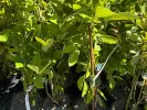 Blueberry (Vaccinium corymbosum x Vaccinium darrowii) MILLENNIA® - Tutifruti SK