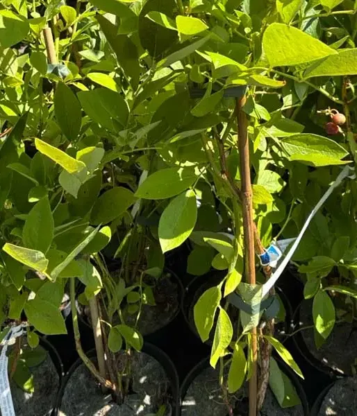 Blueberry (Vaccinium corymbosum x Vaccinium darrowii) MILLENNIA® 