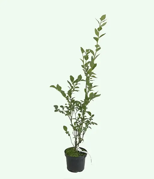 Blueberry (Vaccinium corymbosum) NELSON