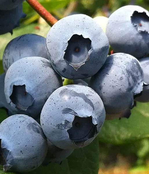 Blueberry (Vaccinium corymbosum) NELSON