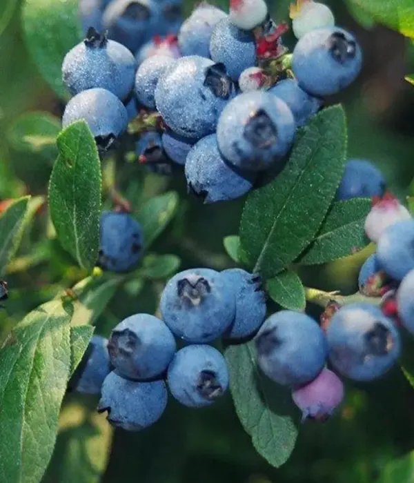 Čučoriedka (Vaccinium corymbosum x Vaccinium angustifolium) NORTHCOUNTRY
