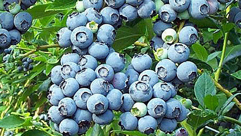 Fenologický paradox strednej Európy: Komplexný sprievodca výberom čučoriedok pre juh a sever