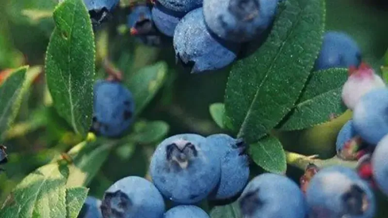 Extrémne mrazuvzdorné čučoriedky: Northblue, Northsky a Northcountry