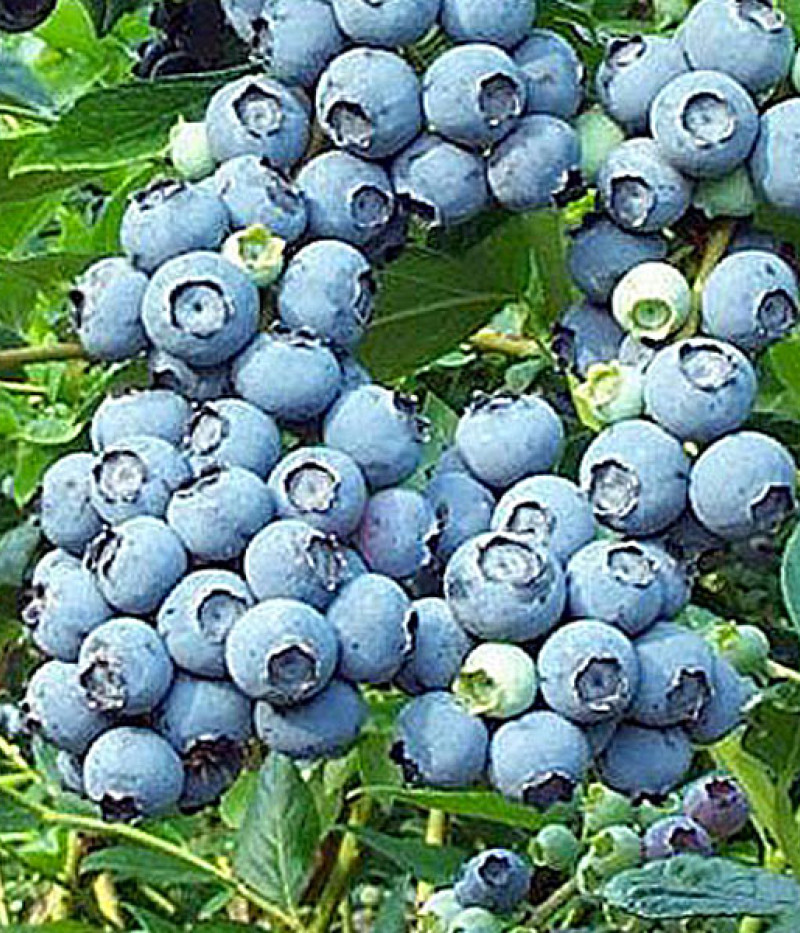 Čučoriedka (Vaccinium corymbosum) NORTH BLUE - Tutifruti SK