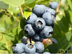 Blueberry (Vaccinium corymbosum) NORTHLAND
