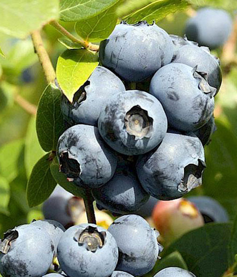 Čučoriedka (Vaccinium corymbosum) NORTHLAND - Tutifruti SK