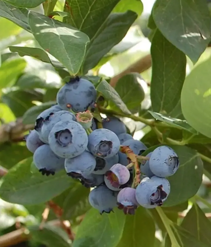 Čučoriedka (Vaccinium corymbosum x Vaccinium darrowii) O'NEAL - Tutifruti, s.r.o.