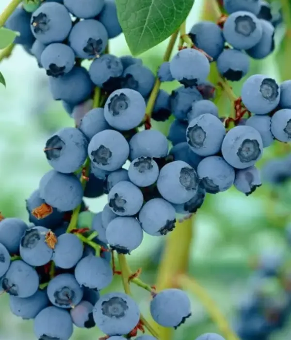 Čučoriedka (Vaccinium corymbosum x Vaccinium darrowii) OZARKBLUE