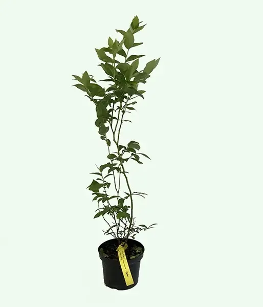 Čučoriedka (Vaccinium corymbosum) PELLE - Tutifruti SK