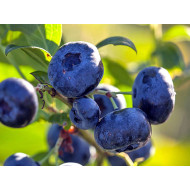 Blueberry (Vaccinium corymbosum) PELLE