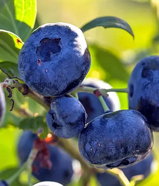 Čučoriedka (Vaccinium corymbosum) PELLE - Tutifruti SK