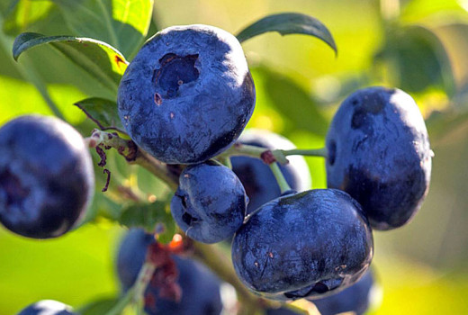 Voda ako život a hrozba: Ako kvalita a dostupnosť závlahy rozhodujú o úspechu pestovania čučoriedok