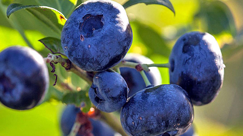 Voda ako život a hrozba: Ako kvalita a dostupnosť závlahy rozhodujú o úspechu pestovania čučoriedok