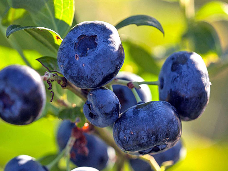 Čučoriedka (Vaccinium corymbosum) PELLE