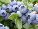 Blueberry (Vaccinium corymbosum x Vaccinium angustifolium) POLARIS - Matej Hornák