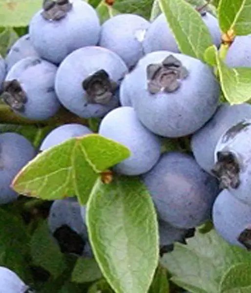 Blueberry (Vaccinium corymbosum x Vaccinium angustifolium) POLARIS - Matej Hornák