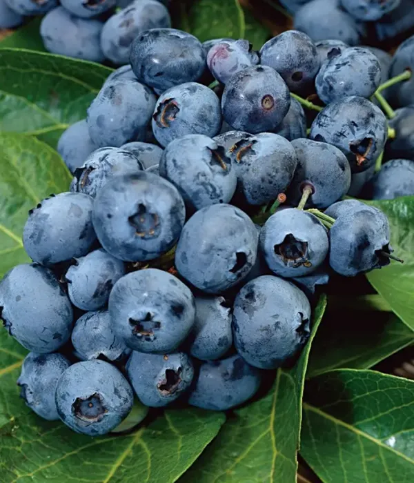 Čučoriedka (Vaccinium corymbosum) PURU