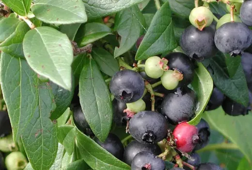 Za hranicami kríženia: Biotechnologická revolúcia a skrytý vplyv divej čučoriedky na moderné odrody