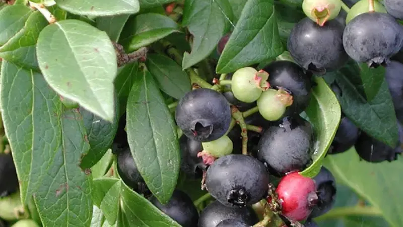 Za hranicami kríženia: Biotechnologická revolúcia a skrytý vplyv divej čučoriedky na moderné odrody