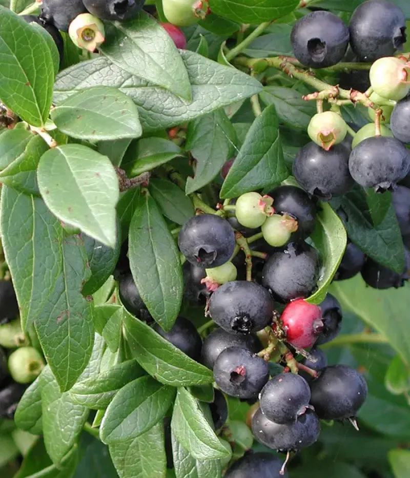 Čučoriedka (Vaccinium angustifolium) PUTTE - Tutifruti, s.r.o.
