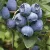 Čučoriedky 