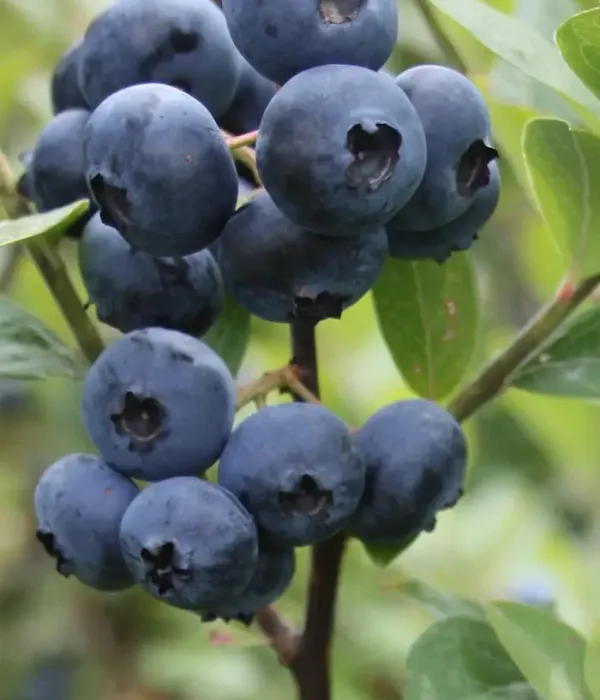 Blueberry (Vaccinium corymbosum) REKA
