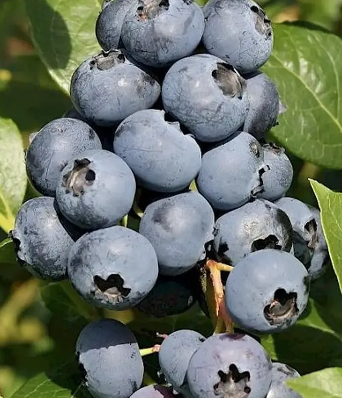 Blueberry (Vaccinium corymbosum) SIERRA - Tutifruti, s.r.o.