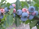 Čučoriedka (Vaccinium virgatum) BALDWIN - Tutifruti, s.r.o.