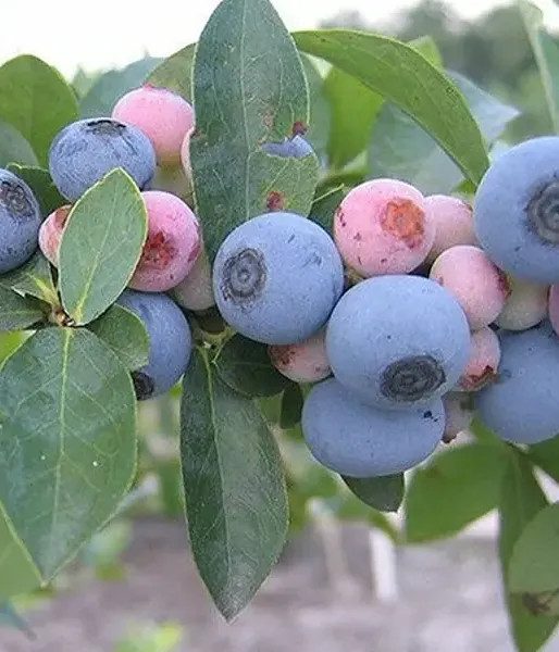 Blueberry (Vaccinium virgatum) BALDWIN