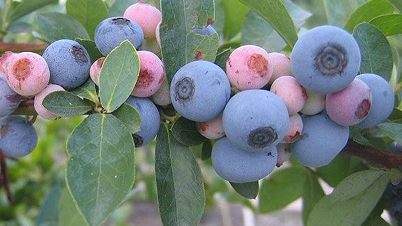 Odolnosť vs. náchylnosť: Storočný boj s chorobami a škodcami v evolúcii a šľachtení čučoriedok