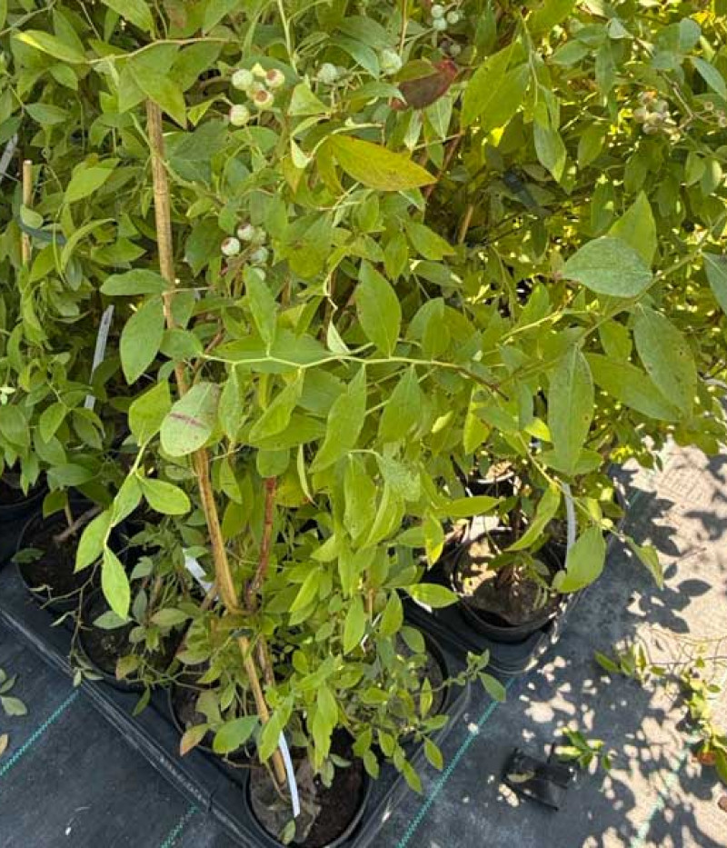 Čučoriedka (Vaccinium virgatum) CHAUCER - Tutifruti, s.r.o. (SK)