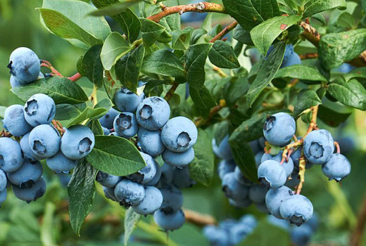Veľký sprievodca čučoriedkami: Juh vs. Sever (SK/CZ)