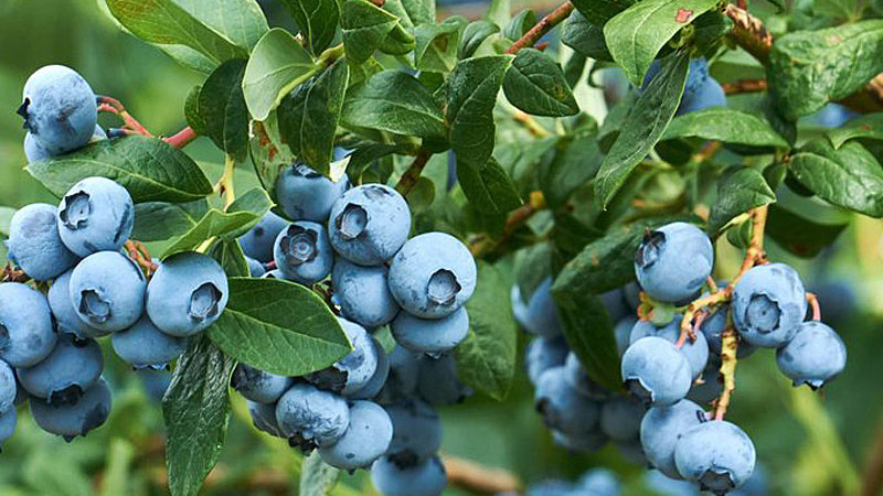 Veľký sprievodca čučoriedkami: Juh vs. Sever (SK/CZ)