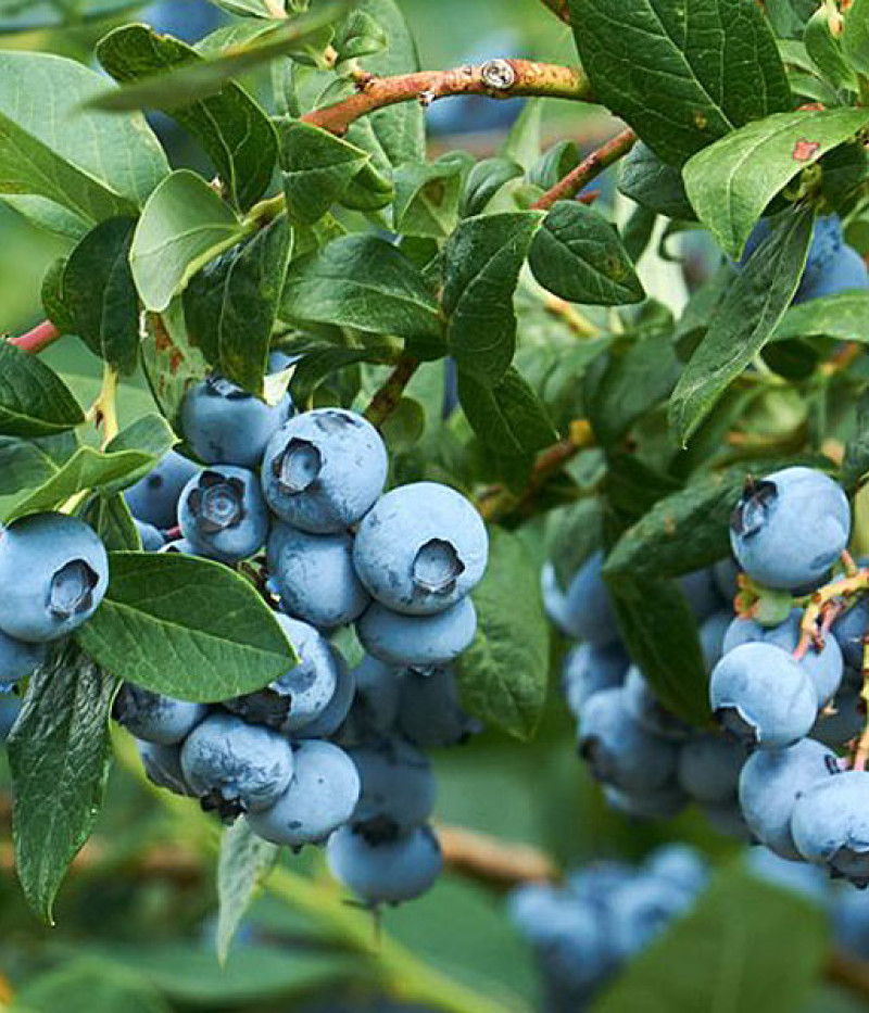 Blueberry (Vaccinium corymbosum x Vaccinium angustifolium) TOP HAT - Matej Hornák