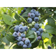 Blueberry (Vaccinium corymbosum) TORO