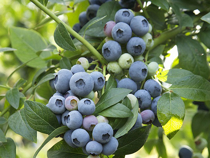 Čučoriedka (Vaccinium corymbosum) TORO