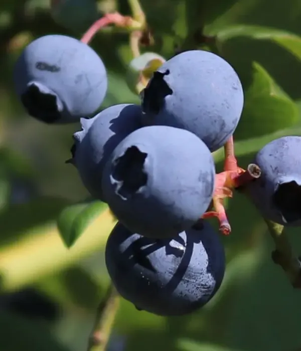 Heidelbeere (Vaccinium corymbosum x Vaccinium darrowii) CAROLINE®