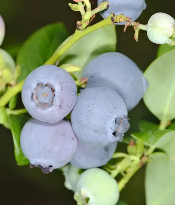 Čučoriedka (Vaccinium corymbosum) CLARKSVILLE