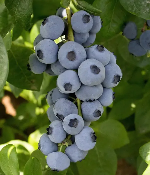 Čučoriedka (Vaccinium corymbosum) MEGASBLUE®