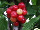 Drieň obyčajný (Cornus mas) JULIUS - Tutifruti SK