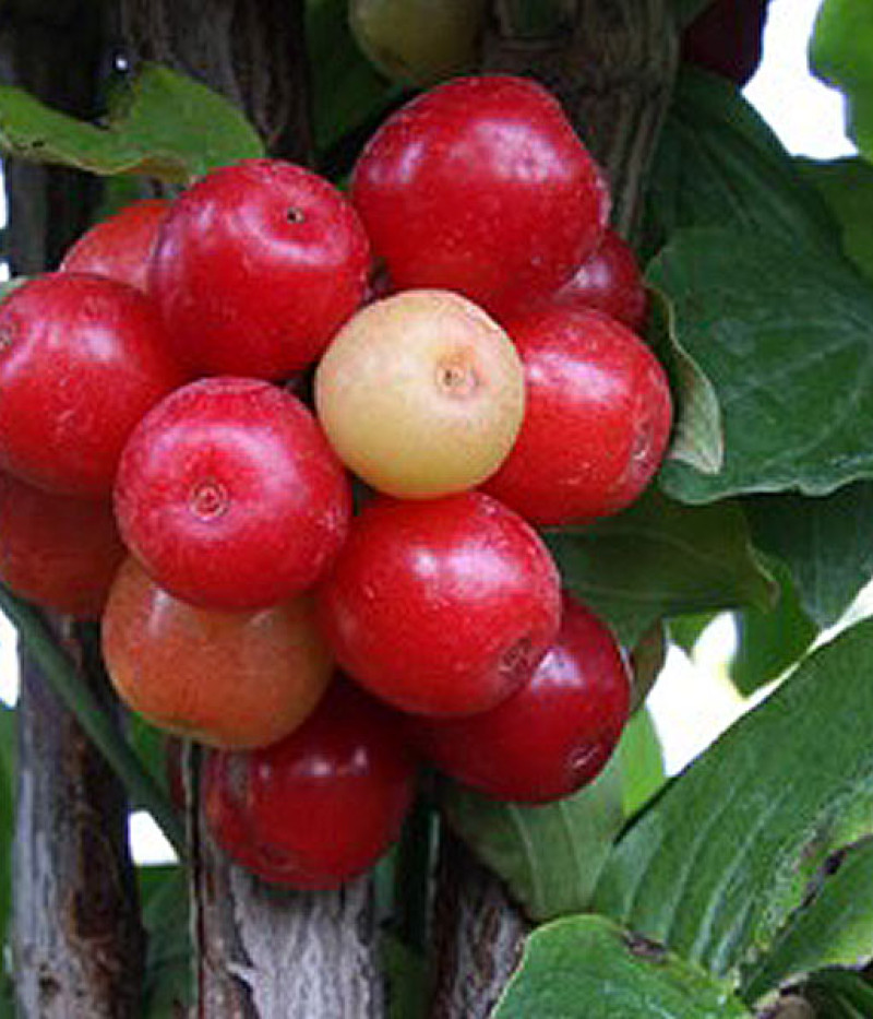 Drieň obyčajný (Cornus mas) JULIUSZ - Tutifruti SK