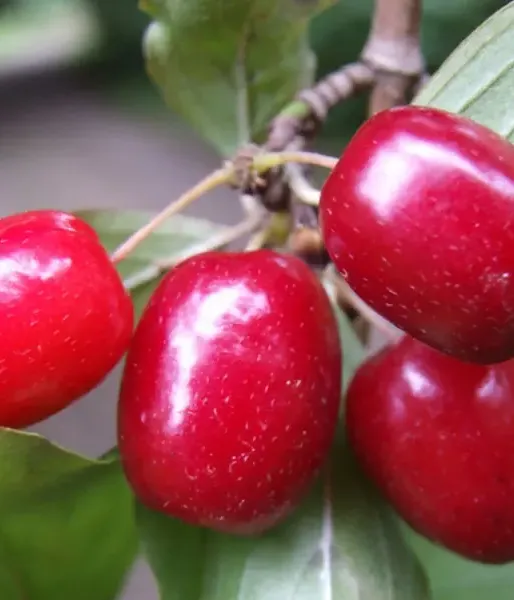Drieň obyčajný (Cornus mas) KORRALOWYJ MARKA
