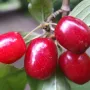 Cornelian Cherry Dogwood (Cornus mas) KORRALOWYJ MARKA